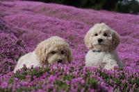 puppies